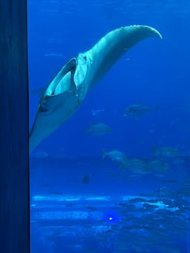 沖縄美ら海水族館に投稿された画像（2025/12/4）