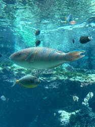 沖縄美ら海水族館に投稿された画像（2025/12/4）