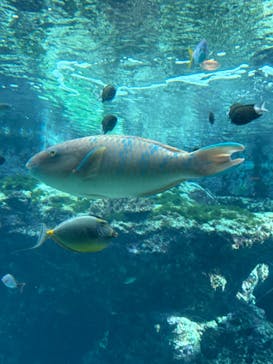 沖縄美ら海水族館に投稿された画像（2025/12/4）