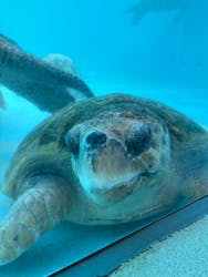 沖縄美ら海水族館に投稿された画像（2025/12/4）