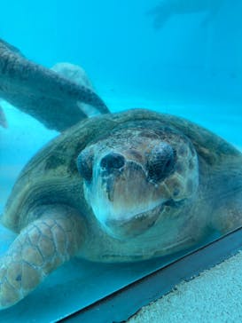沖縄美ら海水族館に投稿された画像（2025/12/4）