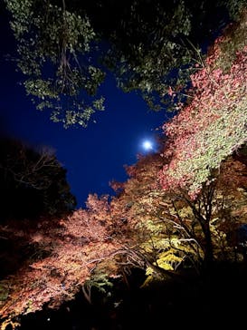 六義園に投稿された画像（2025/12/4）