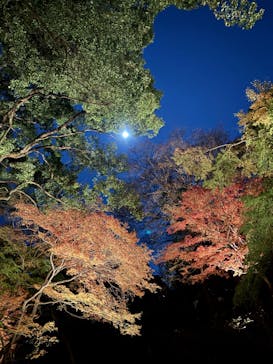 六義園に投稿された画像（2025/12/4）