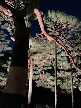 六義園に投稿された画像（2025/12/4）