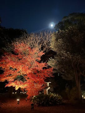 六義園に投稿された画像（2025/12/4）