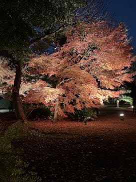 六義園に投稿された画像（2025/12/4）