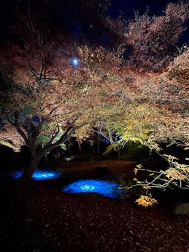 六義園に投稿された画像（2025/12/4）
