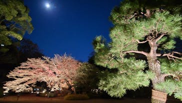 六義園に投稿された画像（2025/12/4）