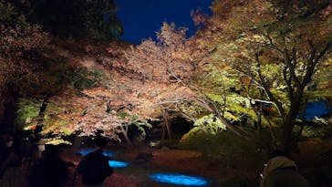 六義園に投稿された画像（2025/12/4）