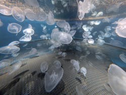 広島もとまち水族館に投稿された画像（2025/12/5）