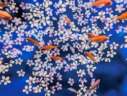 広島もとまち水族館に投稿された画像（2025/12/5）