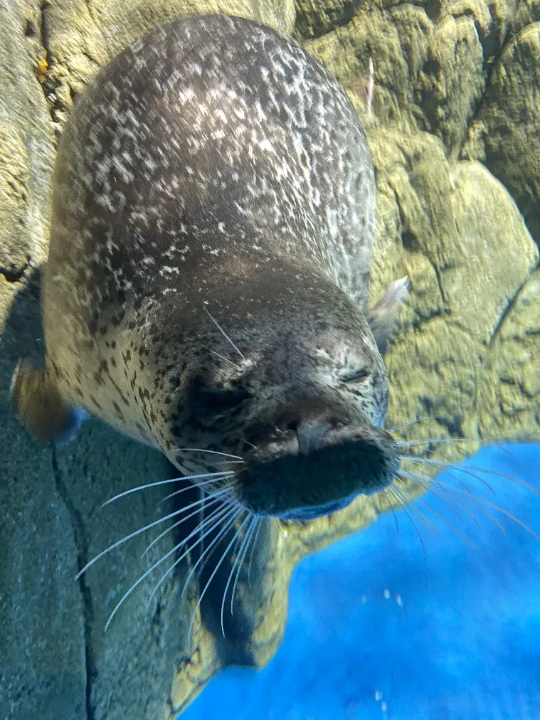 新江ノ島水族館の口コミ ｜ゴマフアザラシのココアちゃんが｜アソビュー！