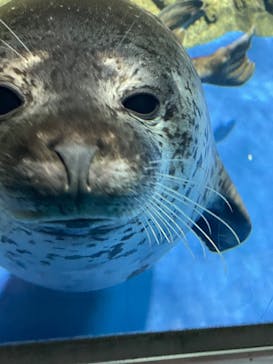 新江ノ島水族館に投稿された画像（2025/12/5）