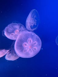 新江ノ島水族館に投稿された画像（2025/12/5）