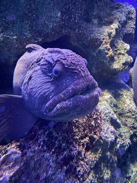 新江ノ島水族館に投稿された画像（2025/12/5）