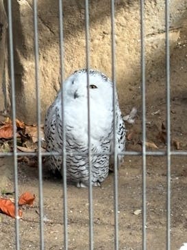 恩賜上野動物園に投稿された画像（2025/12/5）