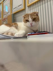 猫カフェモカ　イオンモール水戸内原店に投稿された画像（2025/12/5）