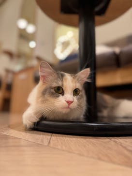 猫カフェモカ　イオンモール水戸内原店に投稿された画像（2025/12/5）