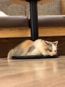 猫カフェモカ　イオンモール水戸内原店に投稿された画像（2025/12/5）