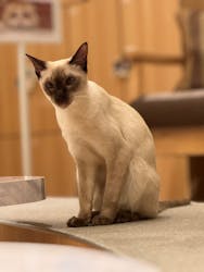 猫カフェモカ　イオンモール水戸内原店に投稿された画像（2025/12/5）