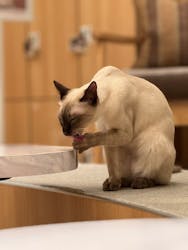 猫カフェモカ　イオンモール水戸内原店に投稿された画像（2025/12/5）