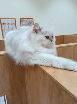 Cat Café MOFF コクーンシティさいたま新都心店に投稿された画像（2025/12/5）