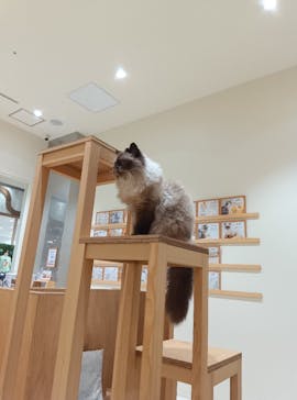 Cat Café MOFF コクーンシティさいたま新都心店に投稿された画像（2025/12/5）