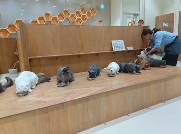 Cat Café MOFF コクーンシティさいたま新都心店に投稿された画像（2025/12/5）