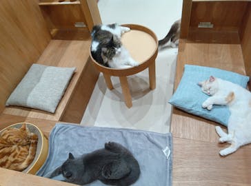 Cat Café MOFF コクーンシティさいたま新都心店に投稿された画像（2025/12/5）