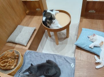 Cat Café MOFF コクーンシティさいたま新都心店に投稿された画像（2025/12/5）