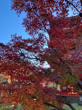 恩賜上野動物園に投稿された画像（2025/12/5）