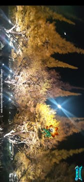 六義園に投稿された画像（2025/12/5）