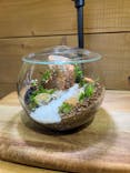 Terrariums メトロ・エム後楽園店に投稿された画像（2025/12/5）