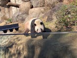 恩賜上野動物園に投稿された画像（2025/12/5）