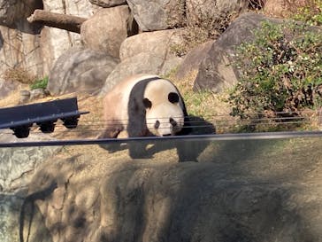 恩賜上野動物園に投稿された画像（2025/12/5）