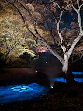 六義園に投稿された画像（2025/12/5）