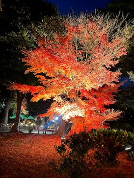 六義園に投稿された画像（2025/12/5）