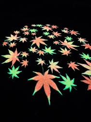 六義園に投稿された画像（2025/12/5）