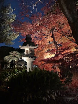 六義園に投稿された画像（2025/12/5）