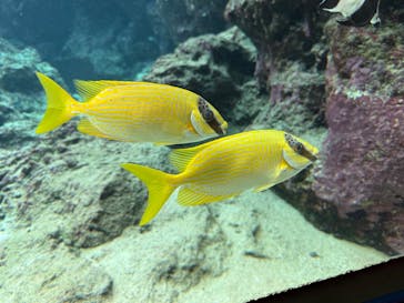 沖縄美ら海水族館に投稿された画像（2025/12/5）