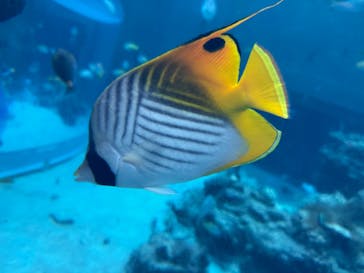 沖縄美ら海水族館に投稿された画像（2025/12/5）