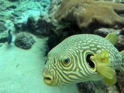 沖縄美ら海水族館に投稿された画像（2025/12/5）