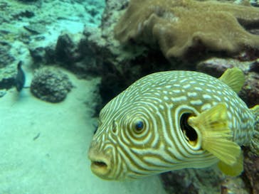 沖縄美ら海水族館に投稿された画像（2025/12/5）