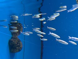 沖縄美ら海水族館に投稿された画像（2025/12/5）