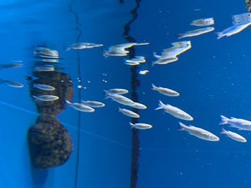 沖縄美ら海水族館に投稿された画像（2025/12/5）