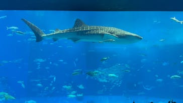 沖縄美ら海水族館に投稿された画像（2025/12/5）