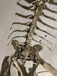 福井県立恐竜博物館に投稿された画像（2025/12/5）