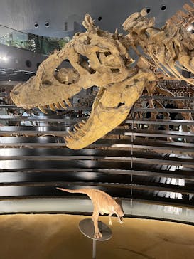福井県立恐竜博物館に投稿された画像（2025/12/5）