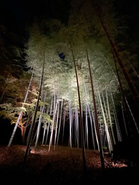 六義園に投稿された画像（2025/12/6）