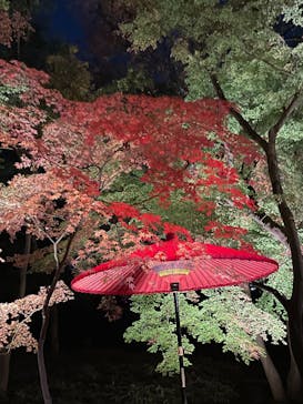 六義園に投稿された画像（2025/12/6）